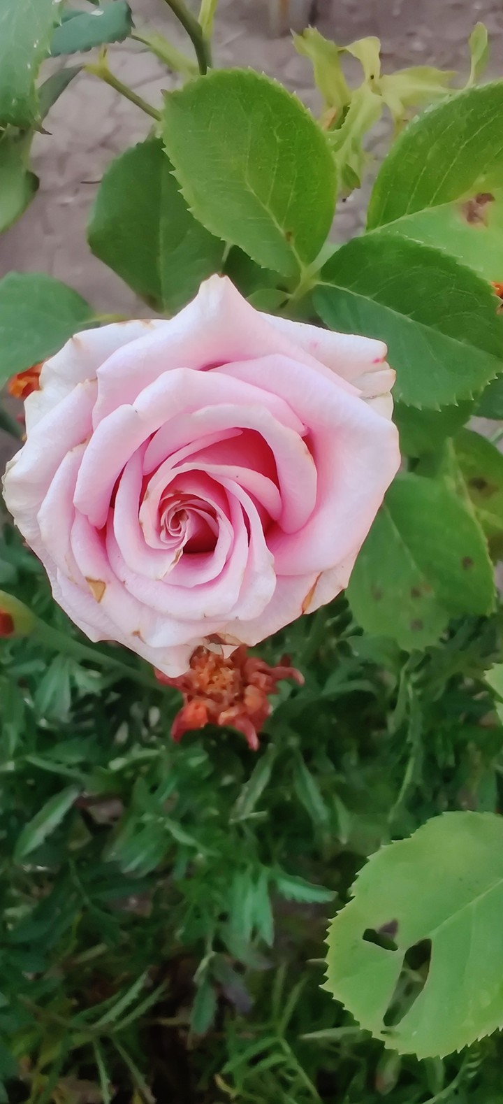 pink rose