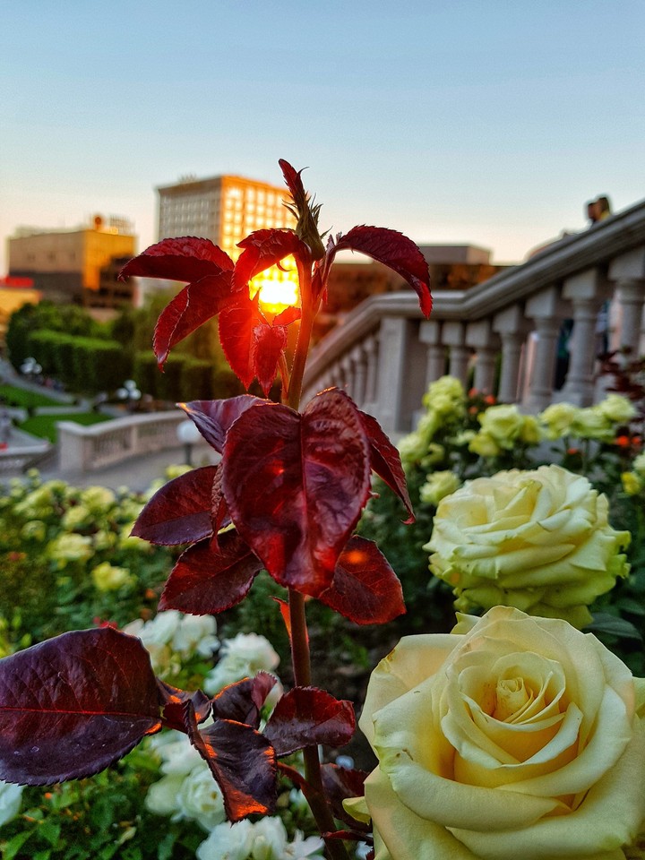 Flowers