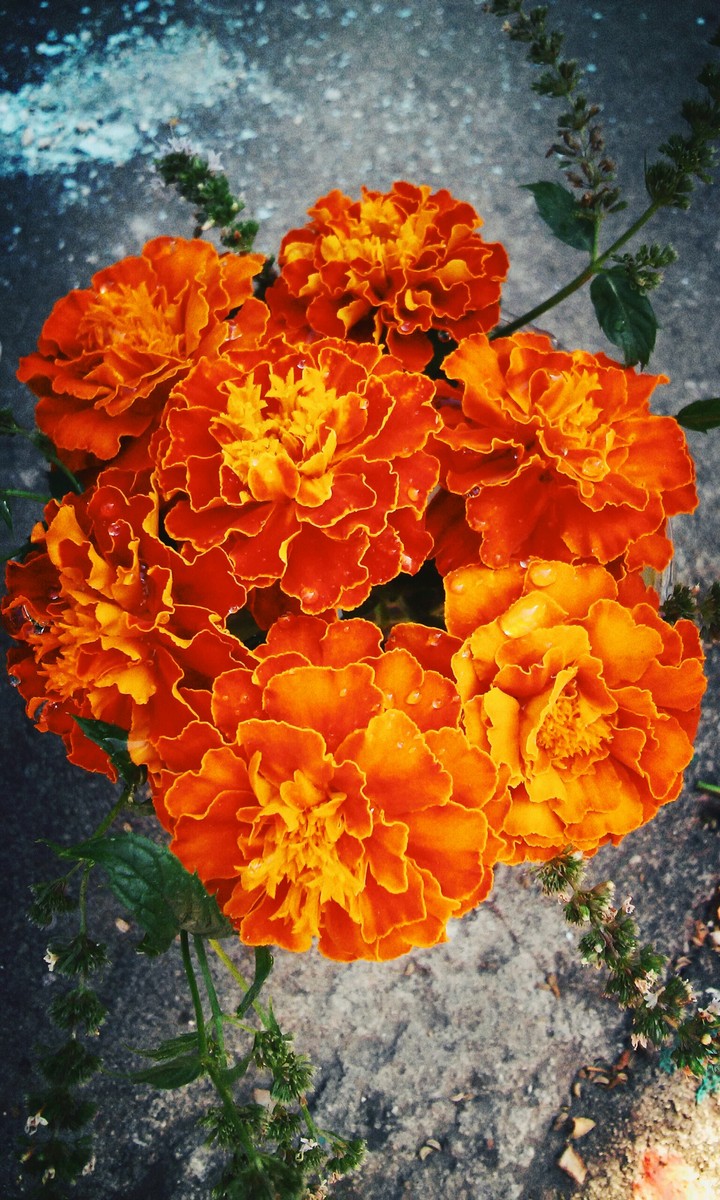 Yellow-orange flowers