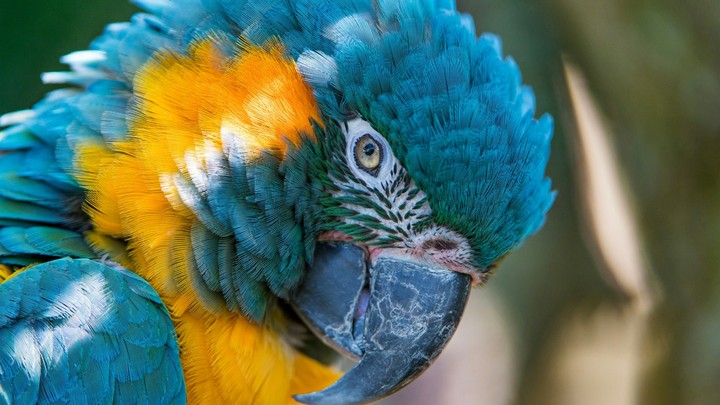 Parrot