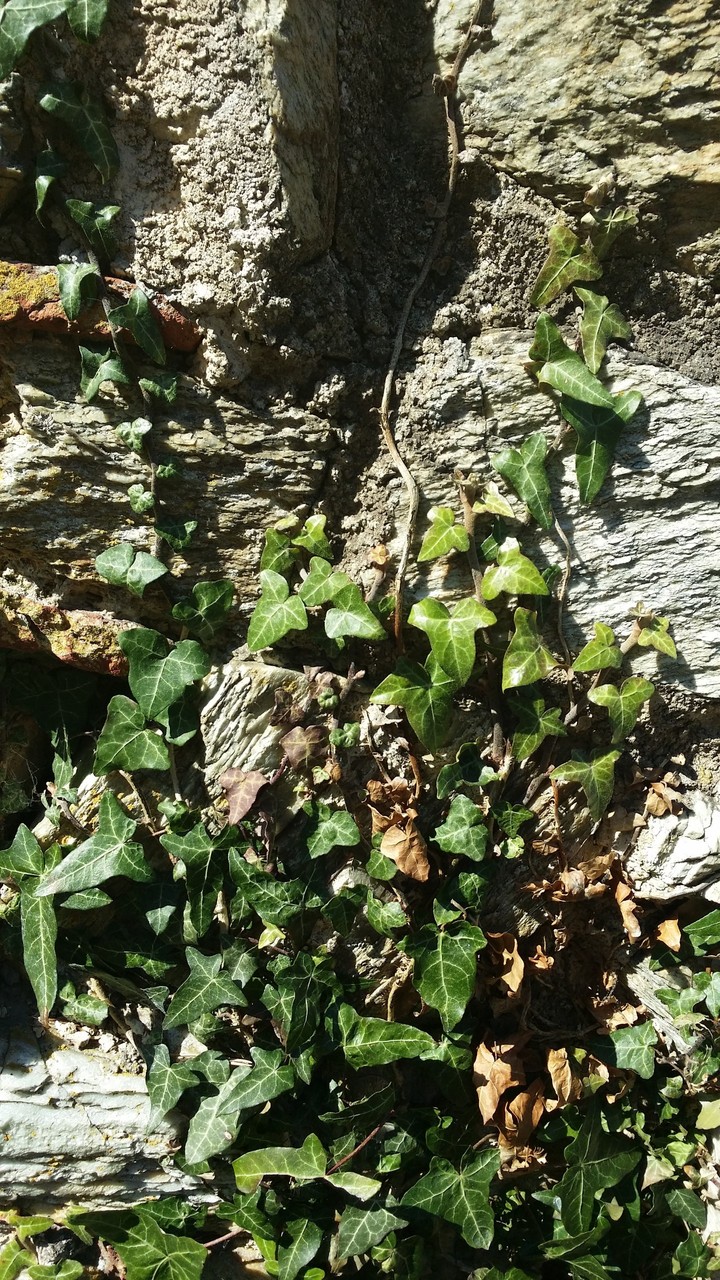 ivy
