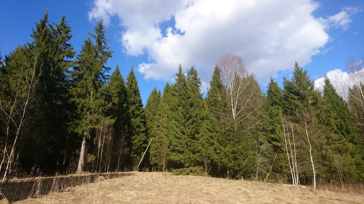 forest