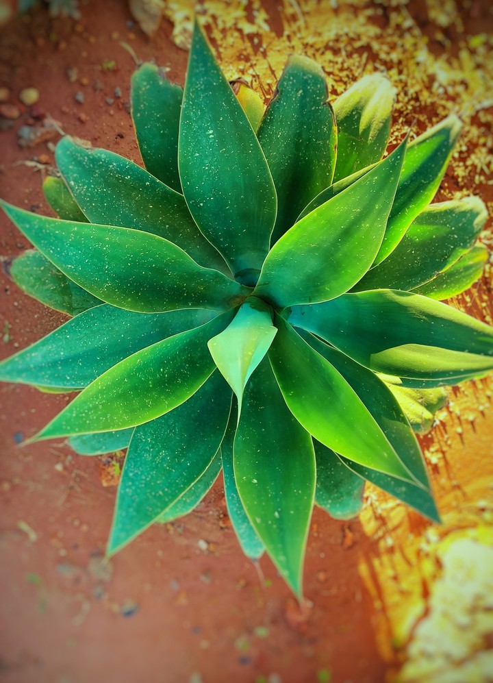 Green plant