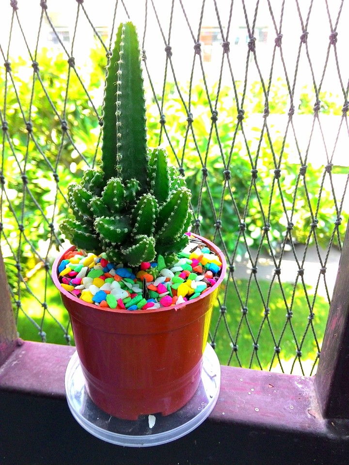 Colorful