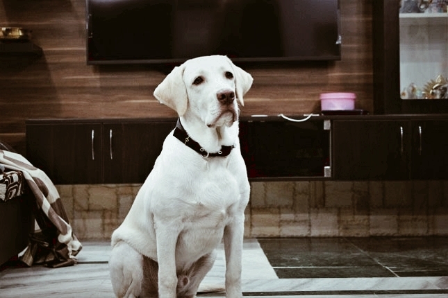 white labrador