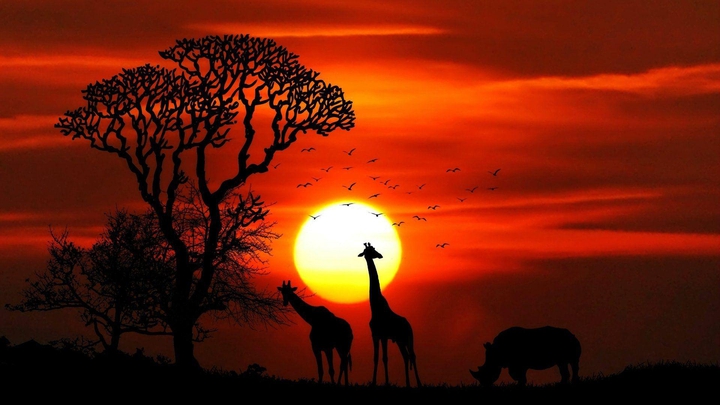 Giraffe