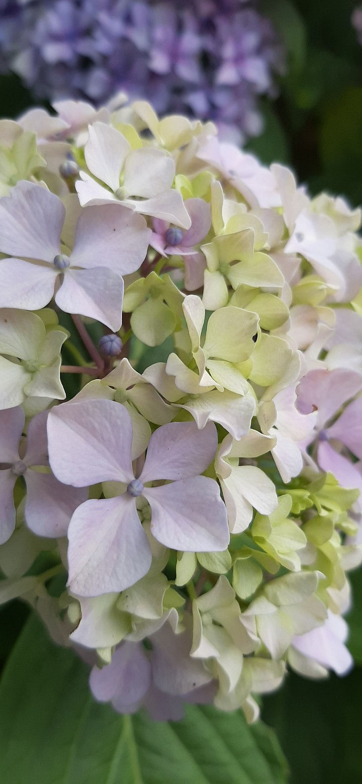 garden flower