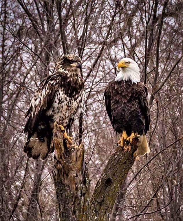 Eagles