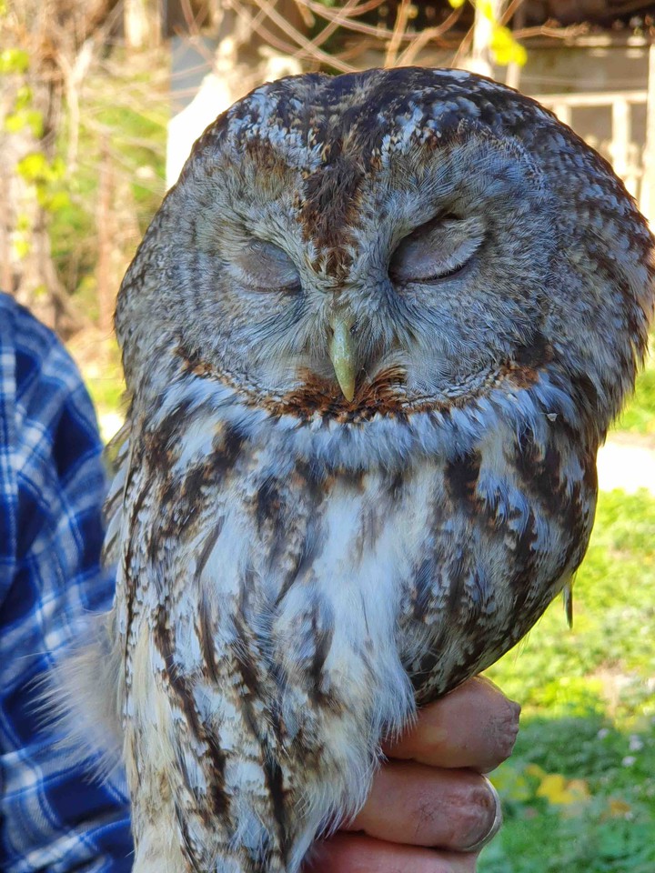 Owl