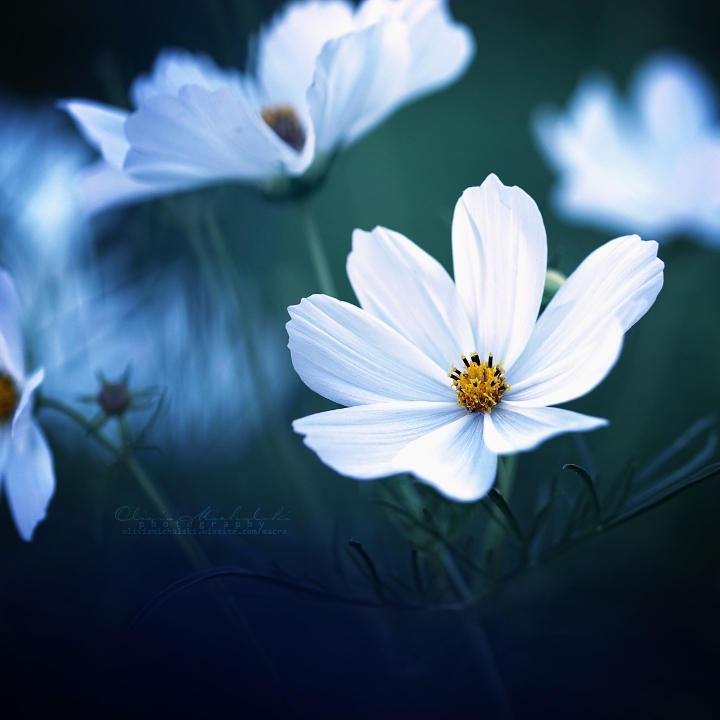 گوڵی جوان....white flower
