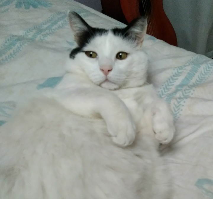 Cat Nemo