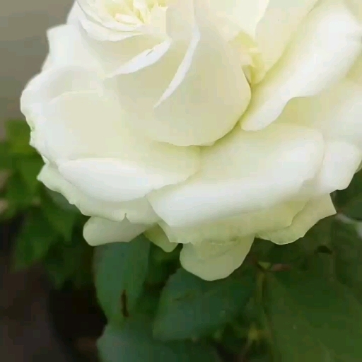 White Rose