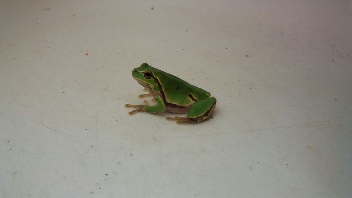 froggy
