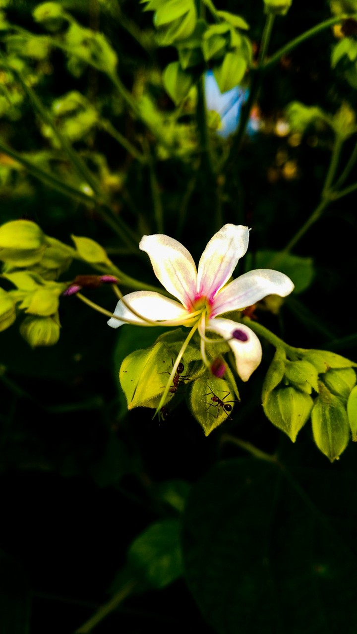 flower