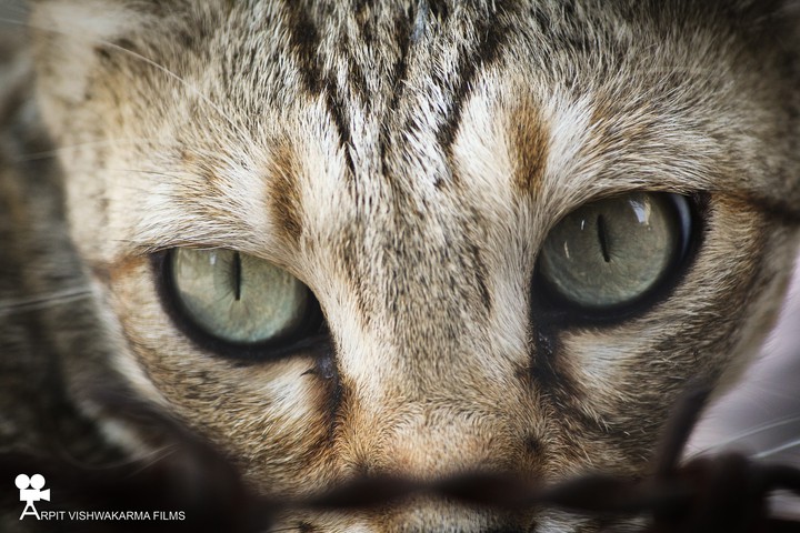 CAT ?