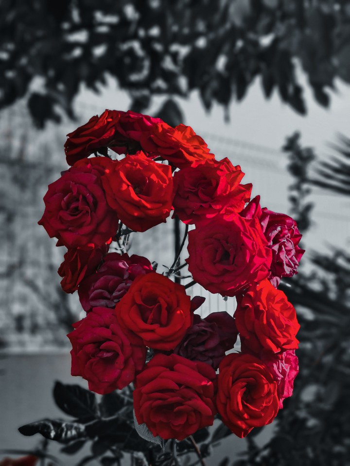 Rose