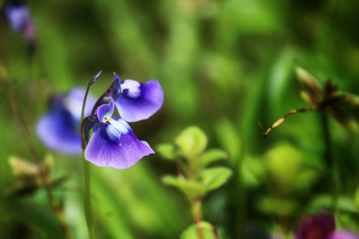 Insectivorous Beauty