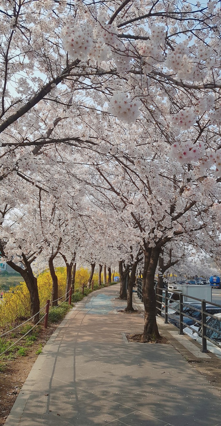 Spring