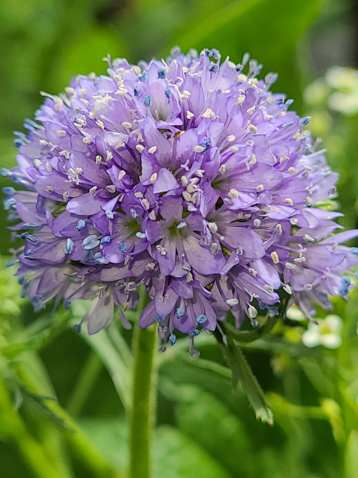 Purple Beauty
