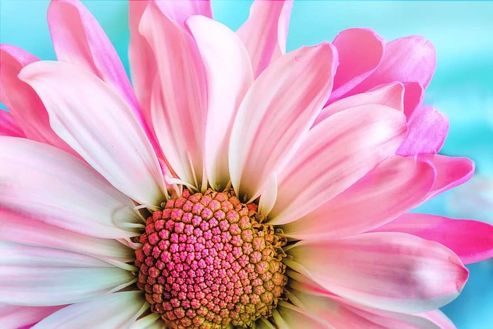 Cosmea