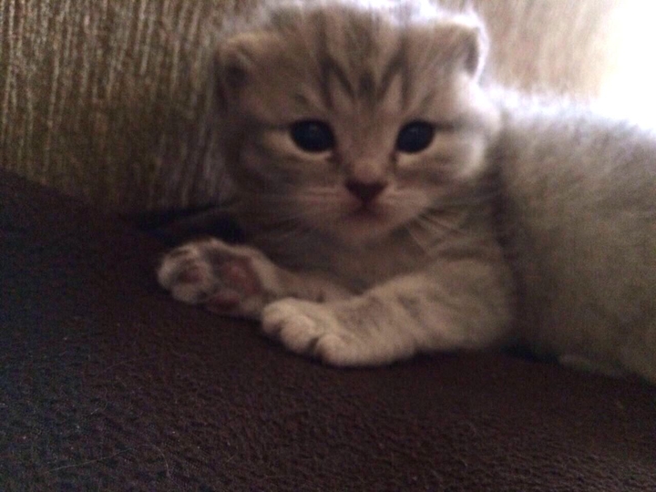 My catttttt