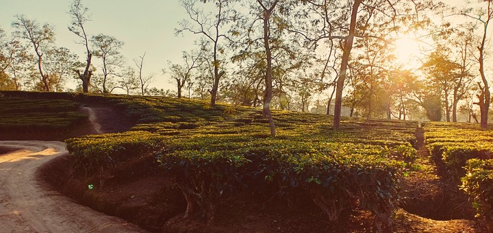 Tea Garden