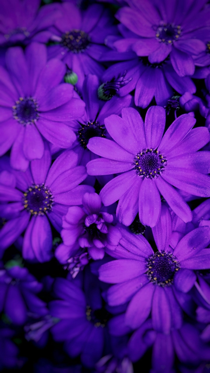 Sineraria in violet