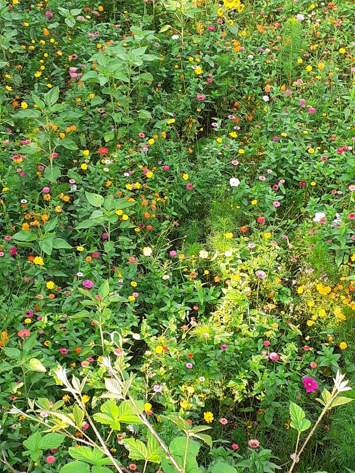 prato in fiore