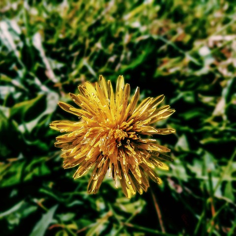 papéis de parede plant, flower