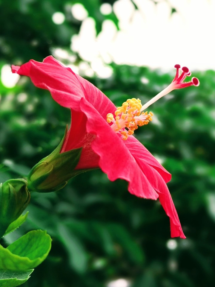 hibiscus