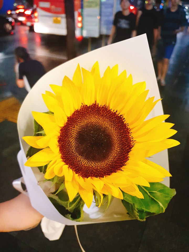 sunflower