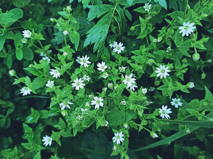 Flowers