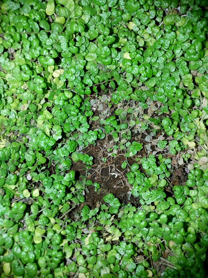 supergreen 
