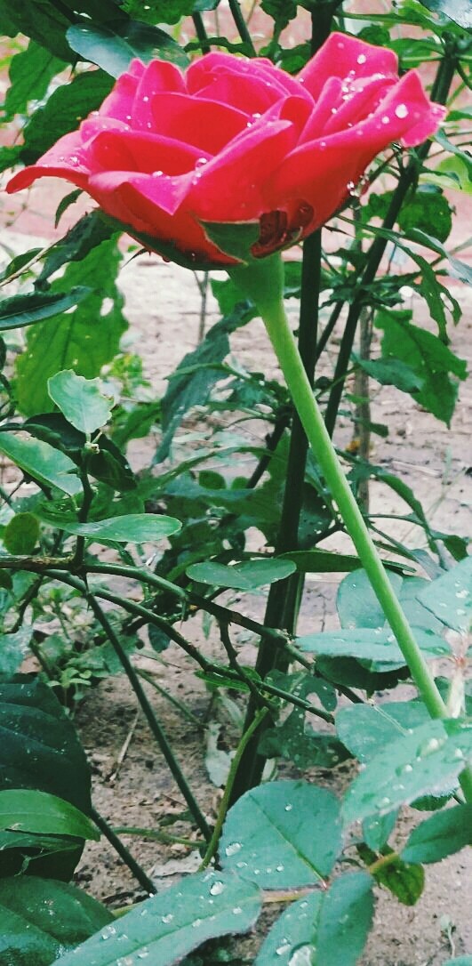 flowers