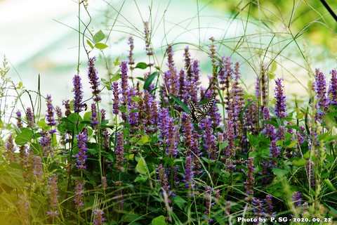обои lupin, flower
