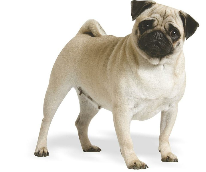 pug