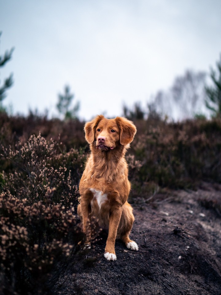 doggo