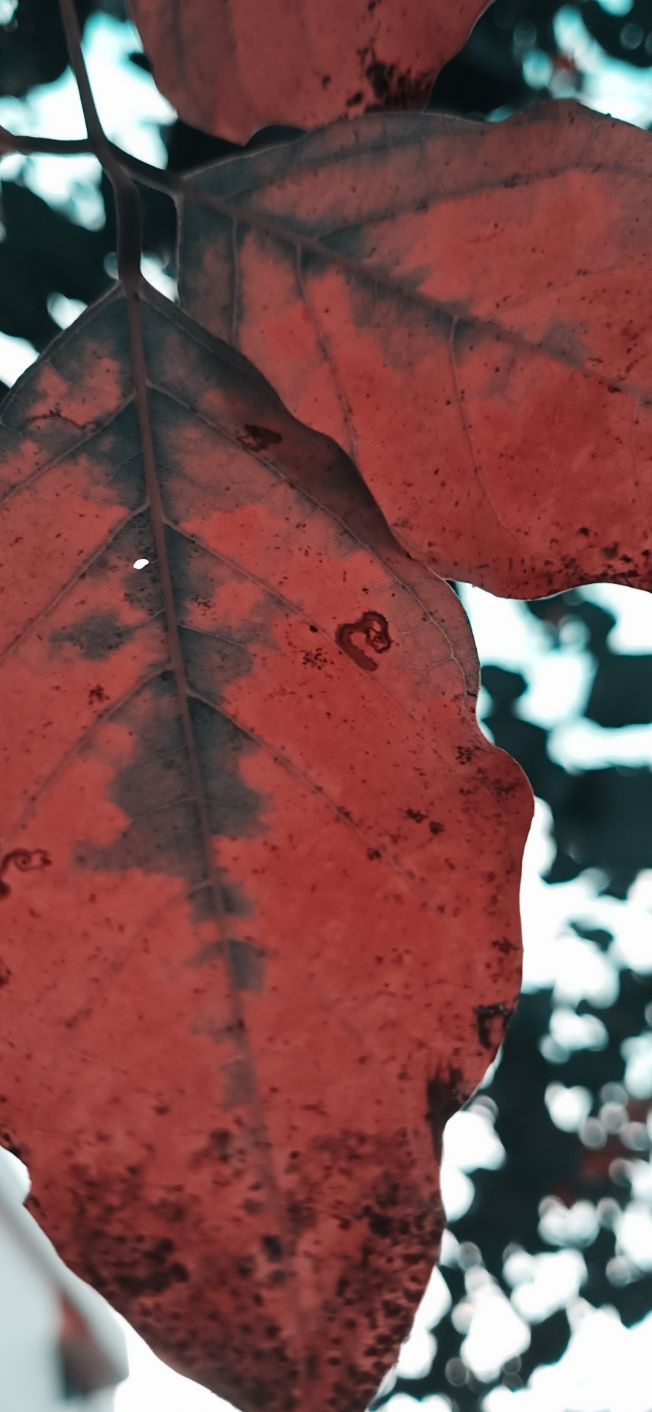 Leaf