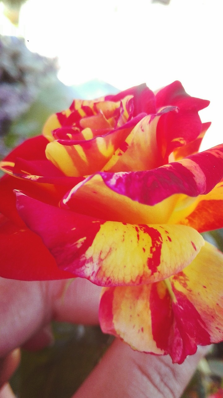 flower