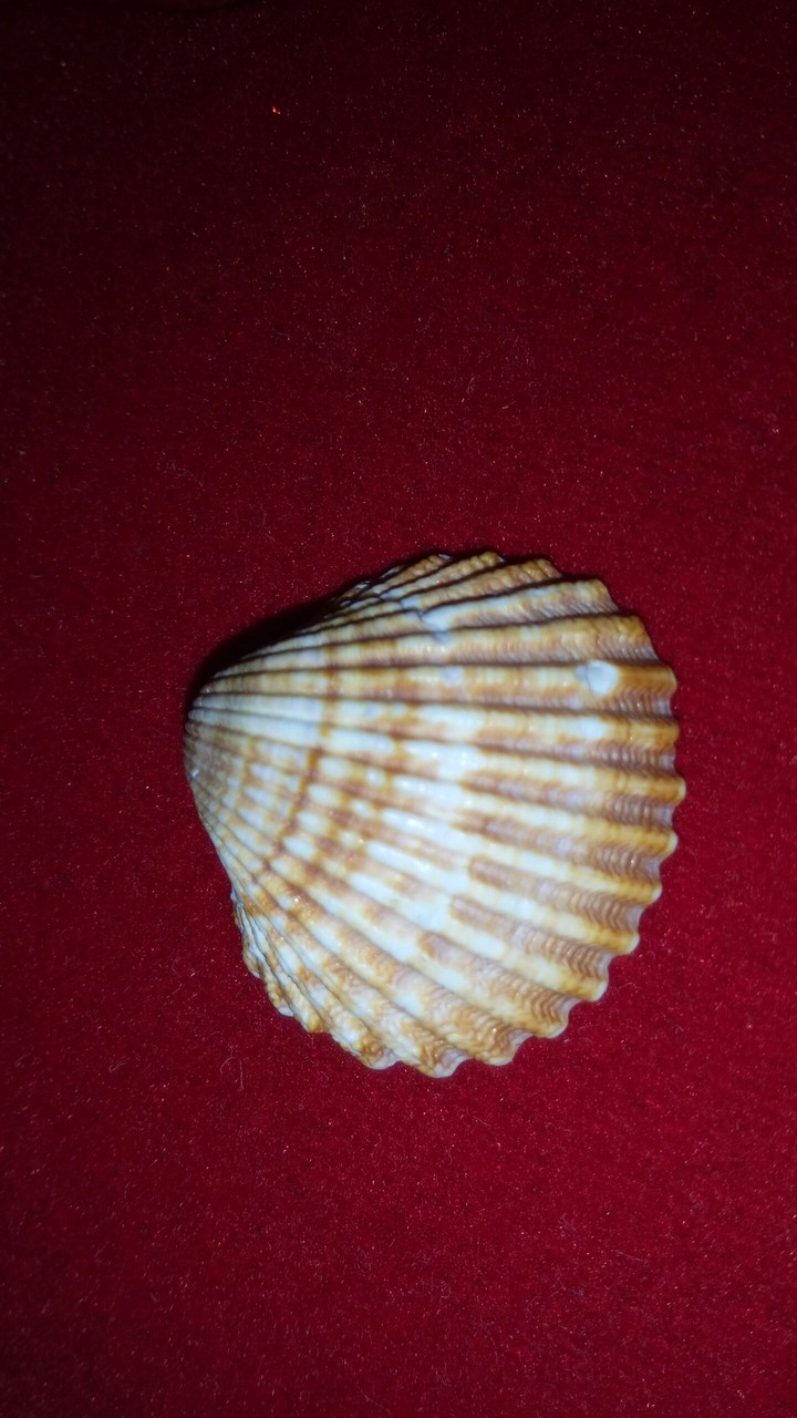 sea