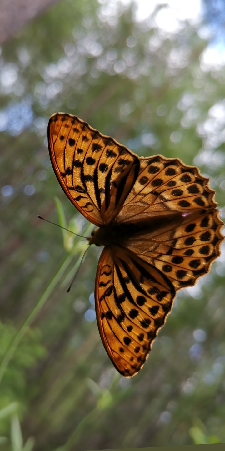 baterfly