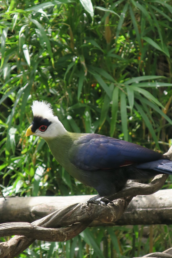 Pairi Daiza