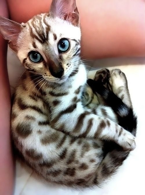chat