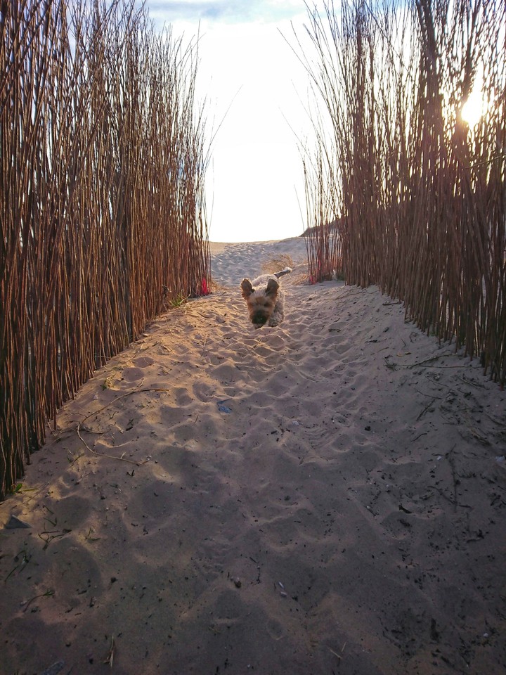 Playa Marina beach Alicante