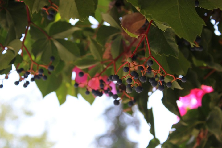 Vaccinium myrtillus
