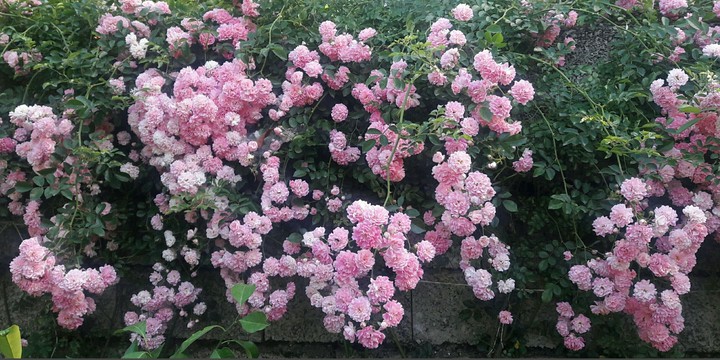 my pink flowers ❤