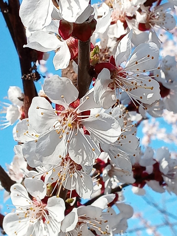 spring flowers