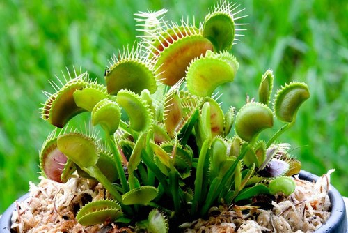 Venus-flytrap