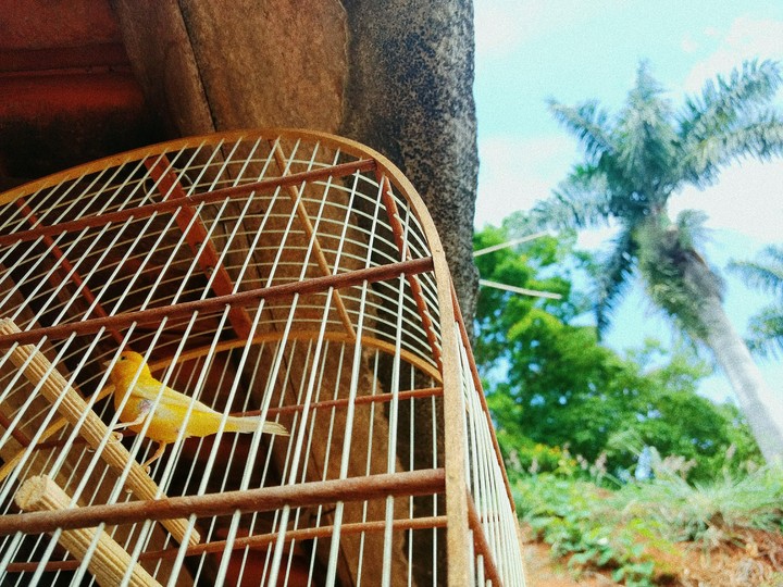 freedom