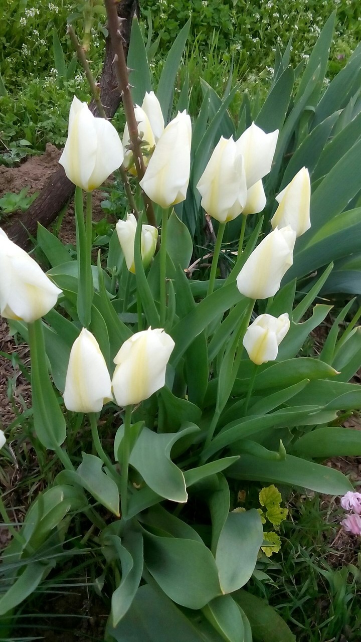 White tulips